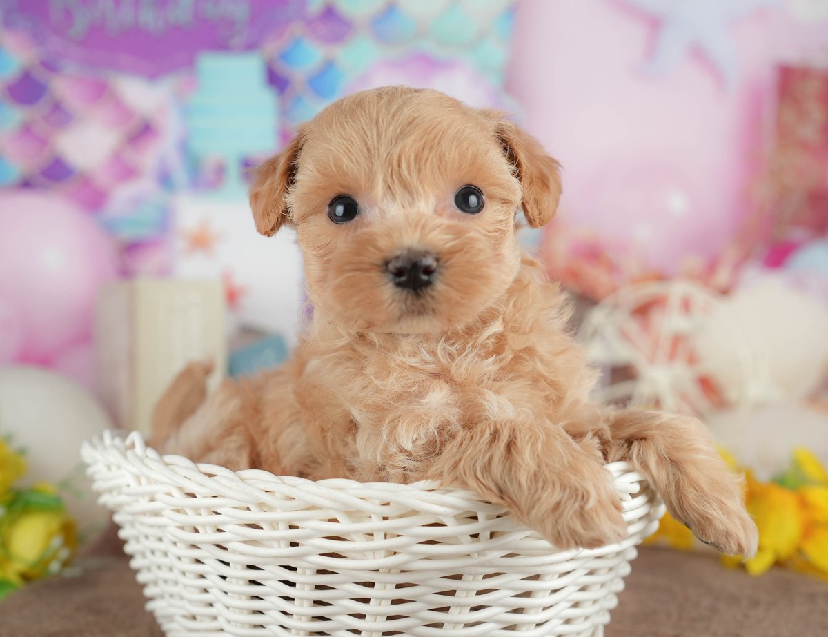 マルプー | 女の子 | クリーム | 2026年3月8日（ID:dog-200015856）