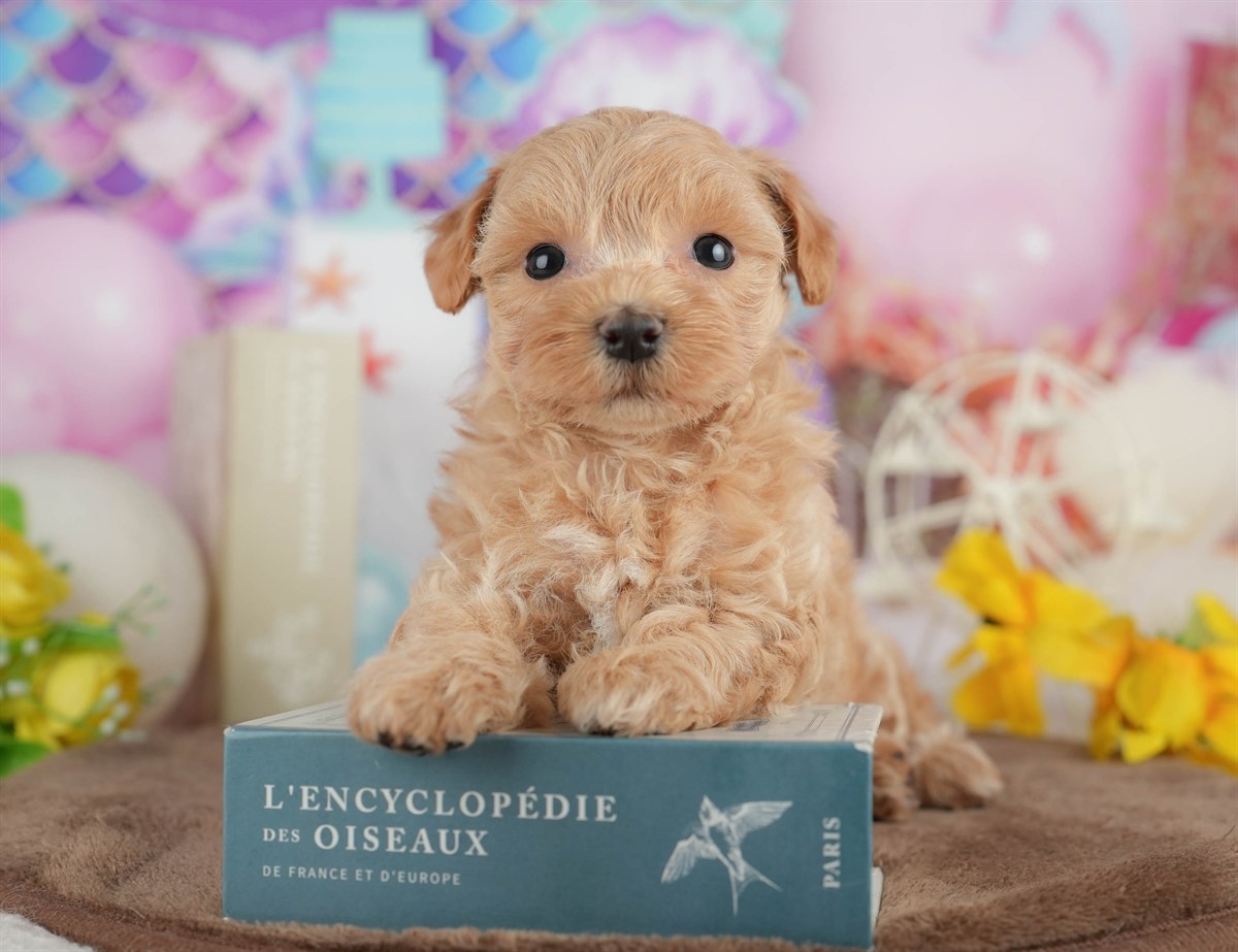 マルプー | 女の子 | クリーム | 2026年3月8日（ID:dog-200015856）