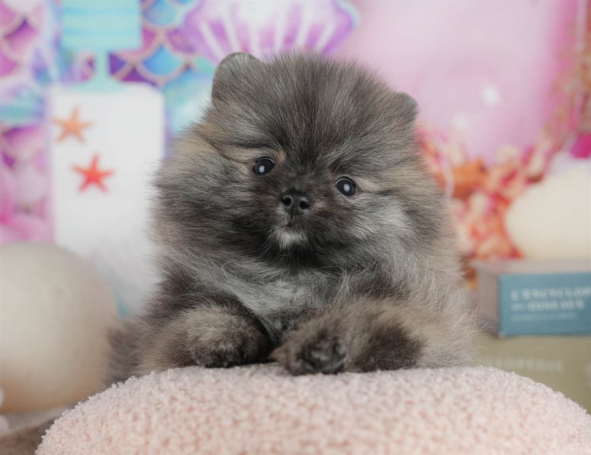 ポメラニアン | 男の子 | オレンジ | 2026年3月8日（ID:dog-200015858）