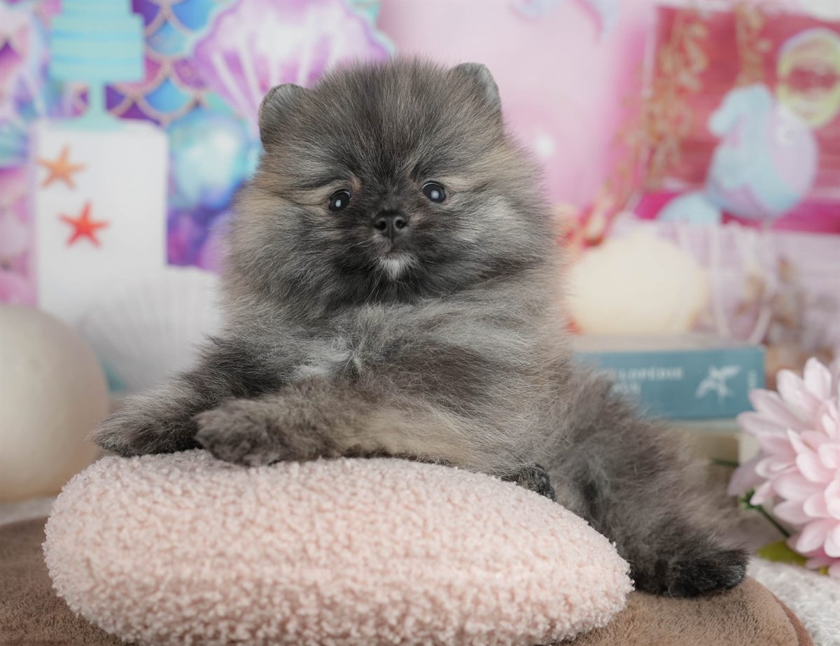 ポメラニアン | 男の子 | オレンジ | 2026年3月8日（ID:dog-200015858）