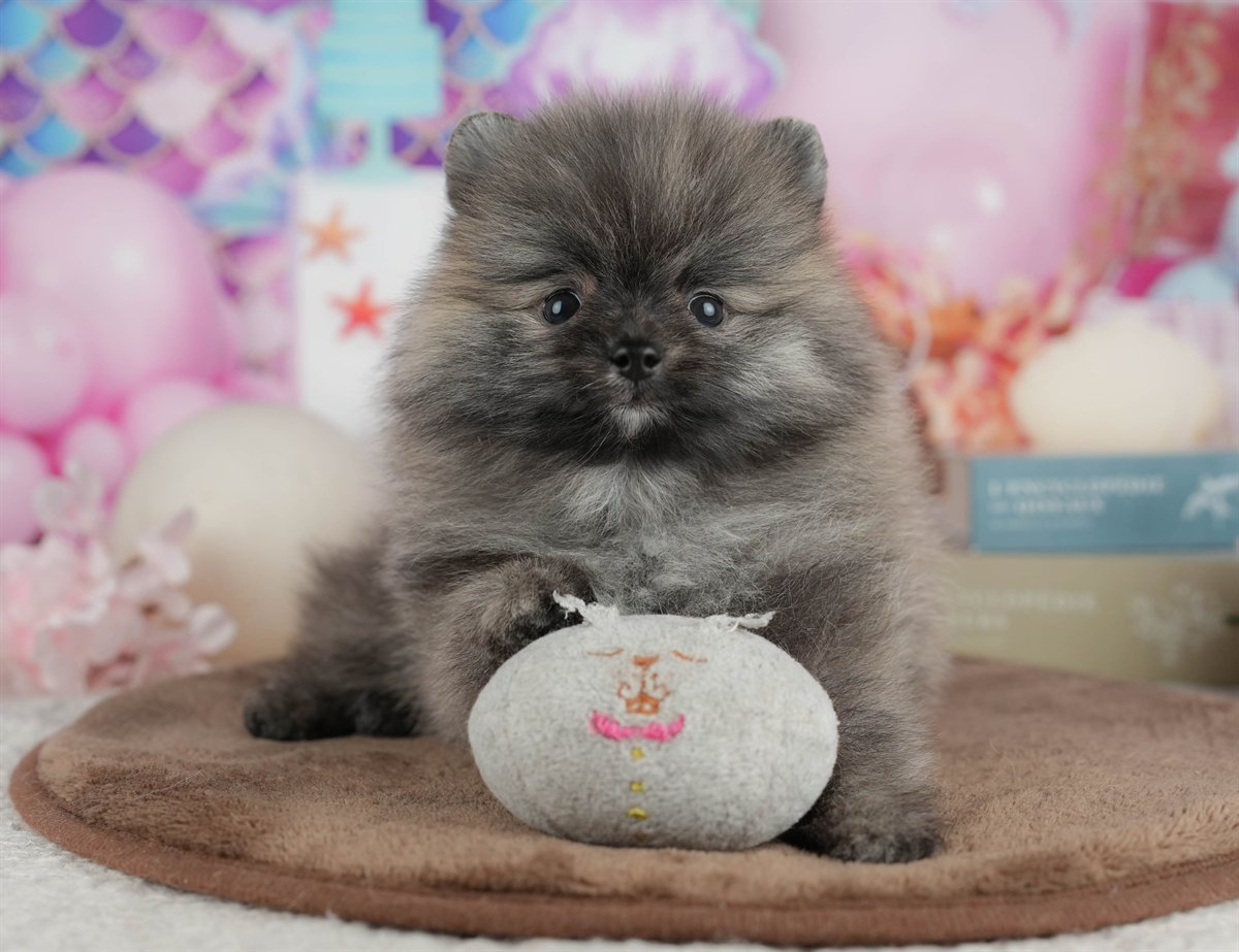 ポメラニアン | 男の子 | オレンジ | 2026年3月8日（ID:dog-200015858）