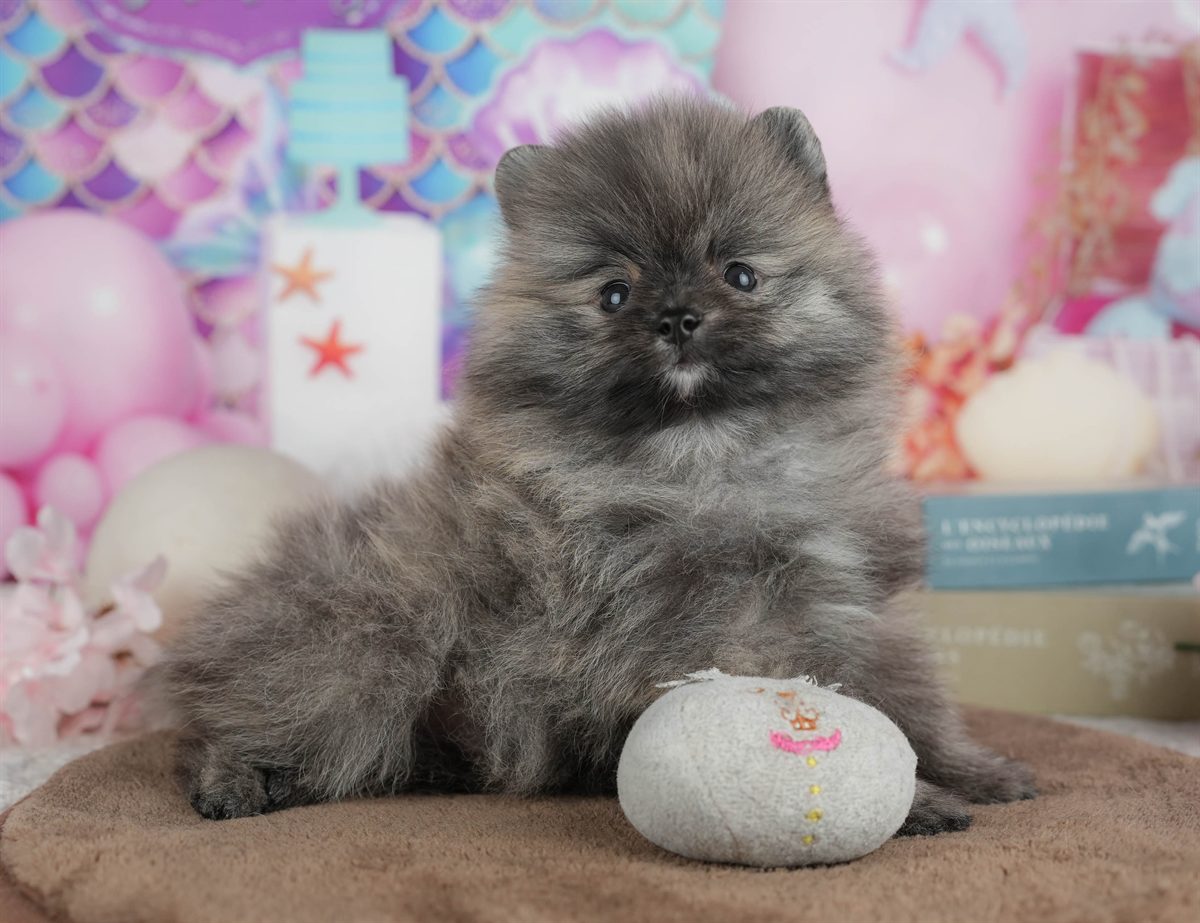 ポメラニアン | 男の子 | オレンジ | 2026年3月8日（ID:dog-200015858）