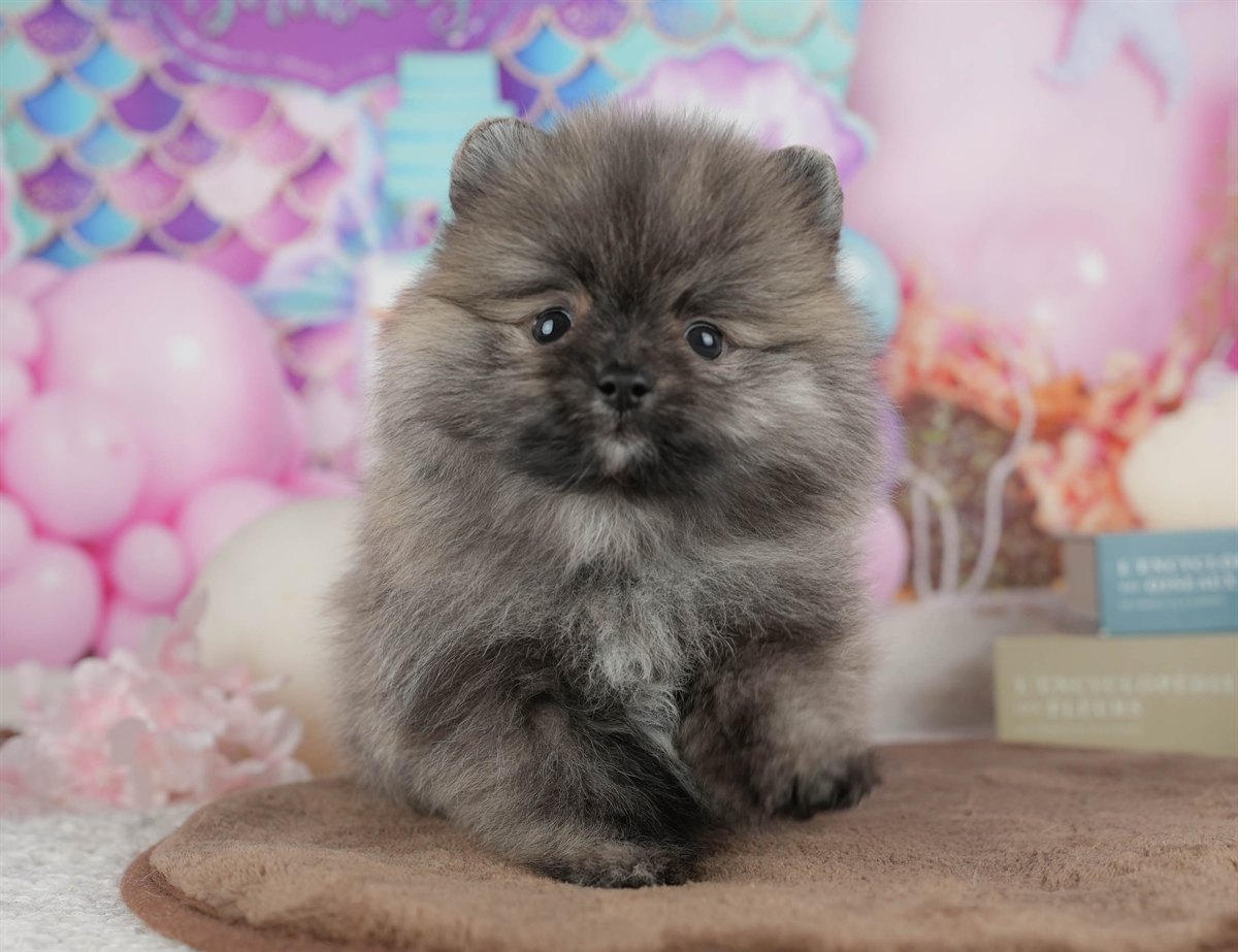 ポメラニアン | 男の子 | オレンジ | 2026年3月8日（ID:dog-200015858）