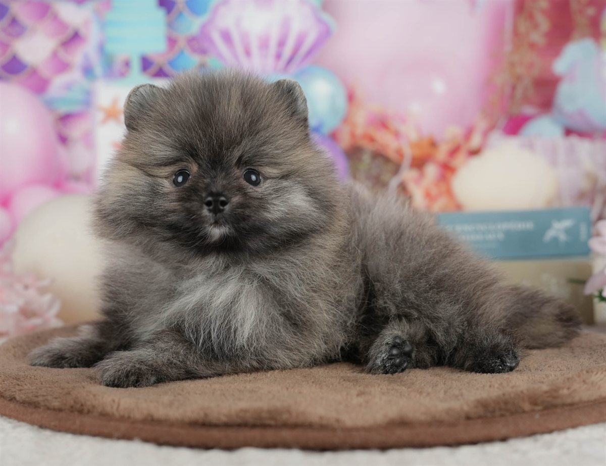 ポメラニアン | 男の子 | オレンジ | 2026年3月8日（ID:dog-200015858）