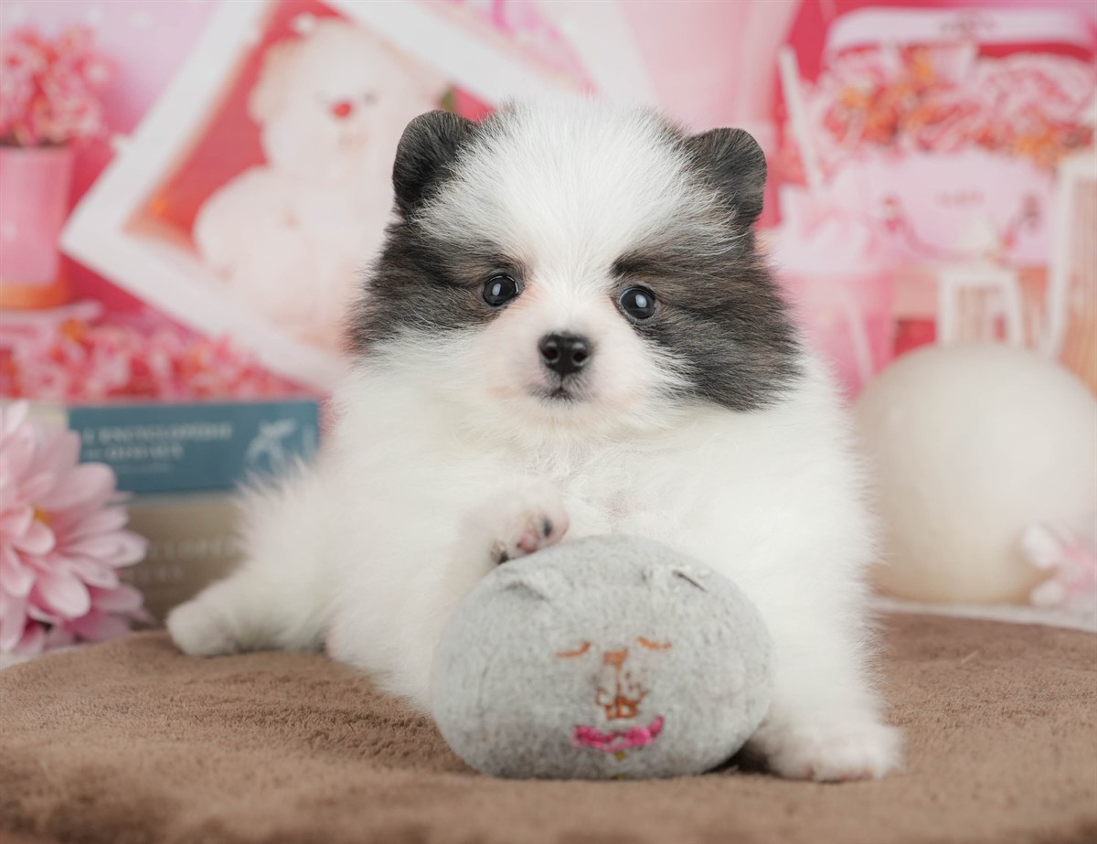 ポメラニアン | 女の子 | パーティー | 2026年3月8日（ID:dog-200015859）