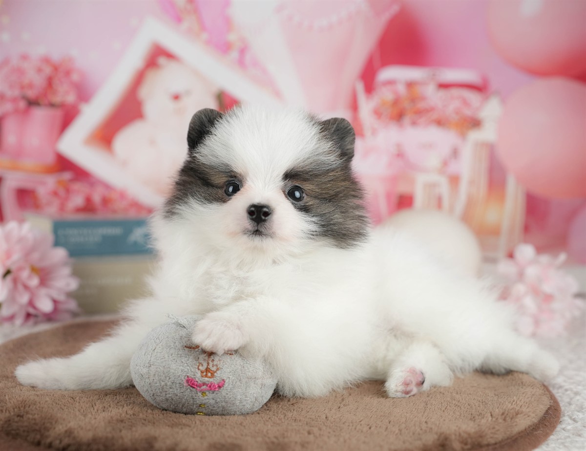 ポメラニアン | 女の子 | パーティー | 2026年3月8日（ID:dog-200015859）