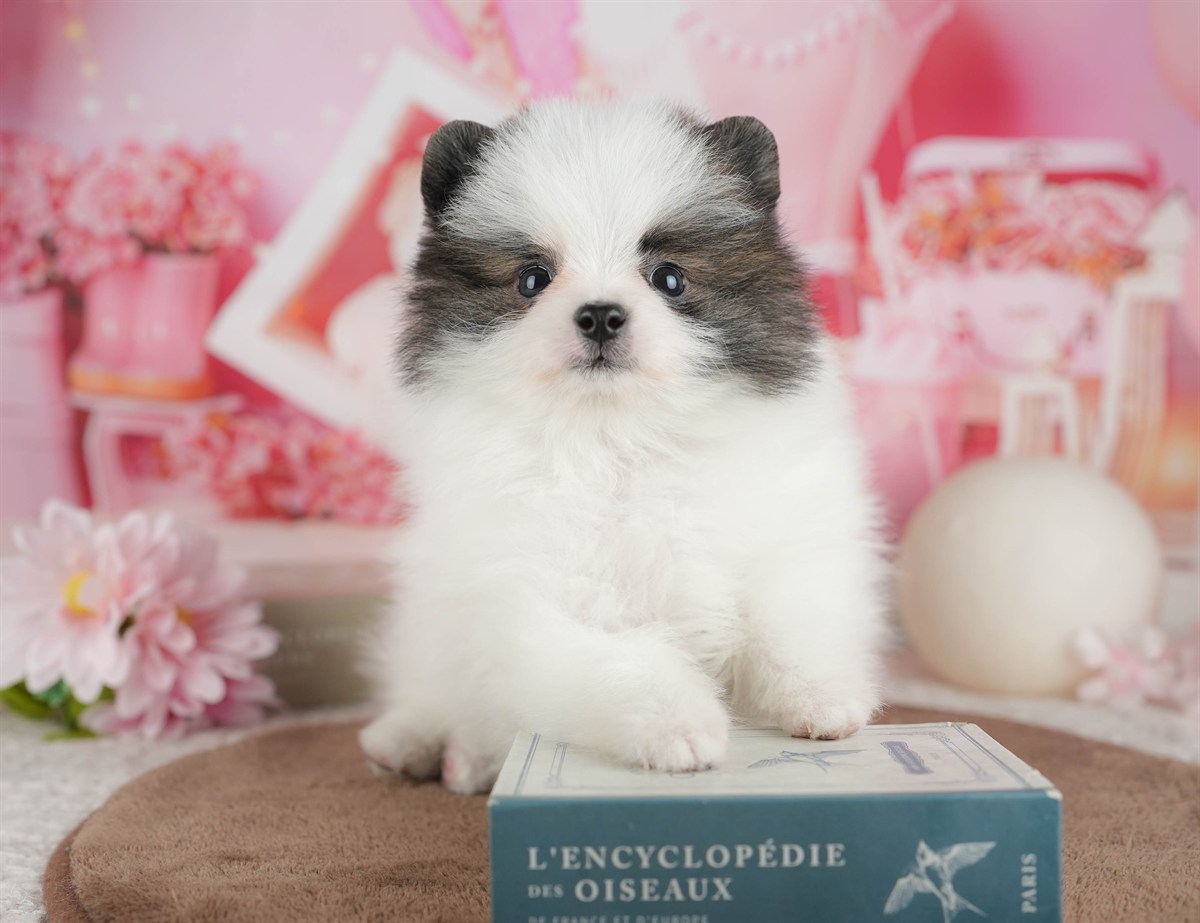 ポメラニアン | 女の子 | パーティー | 2026年3月8日（ID:dog-200015859）