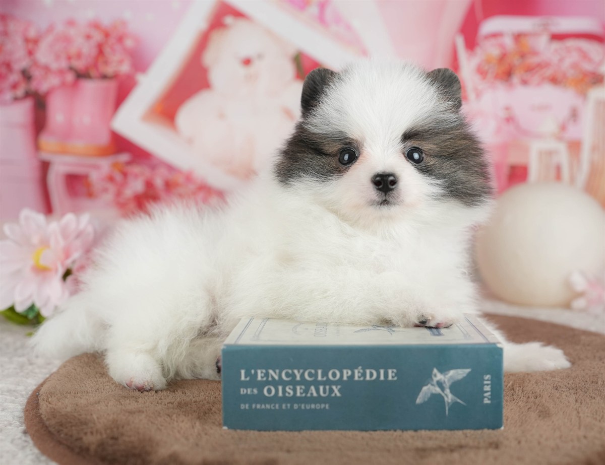 ポメラニアン | 女の子 | パーティー | 2026年3月8日（ID:dog-200015859）