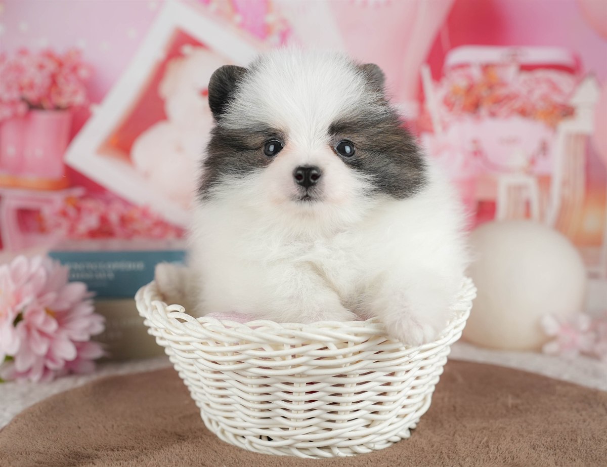 ポメラニアン | 女の子 | パーティー | 2026年3月8日（ID:dog-200015859）