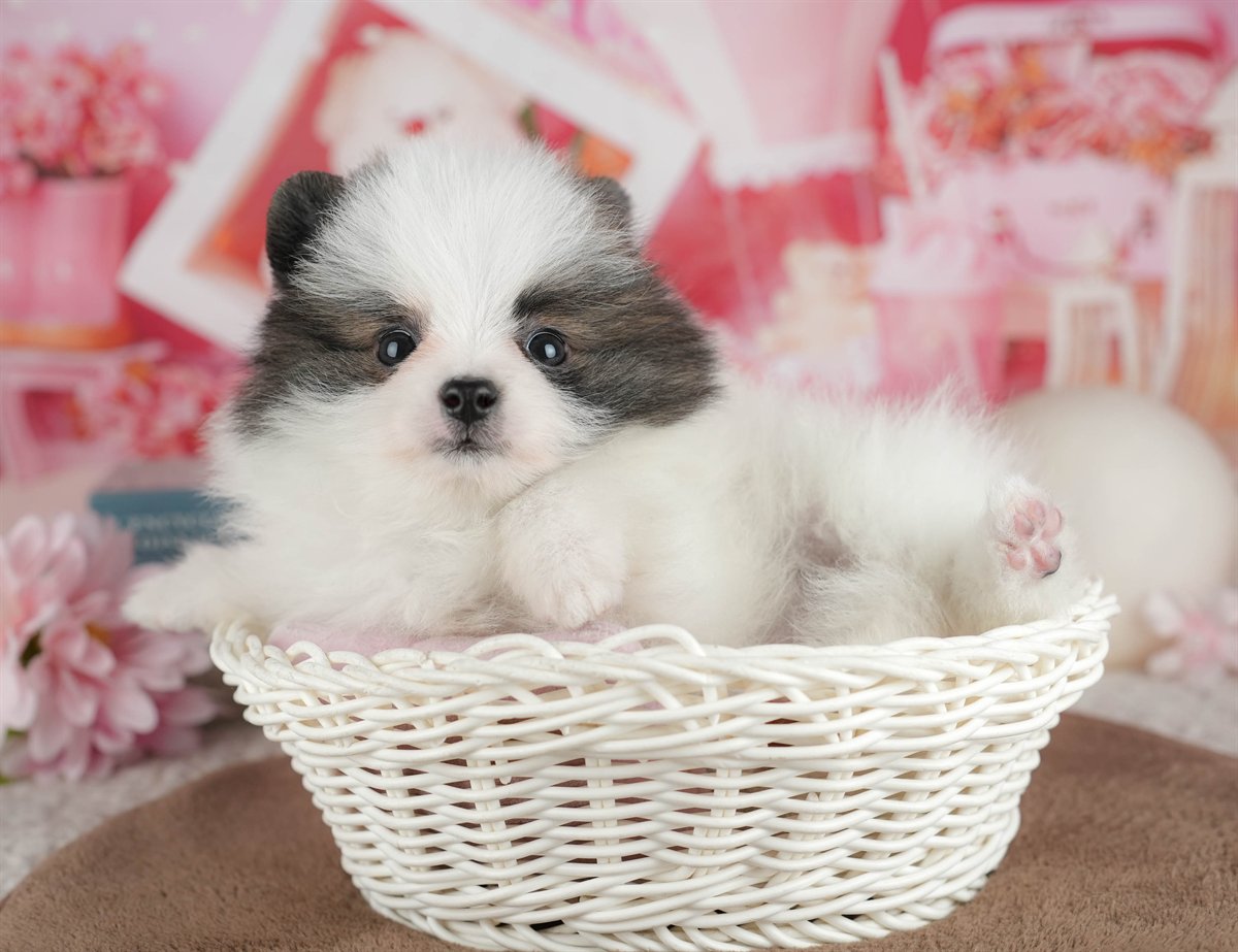 ポメラニアン | 女の子 | パーティー | 2026年3月8日（ID:dog-200015859）