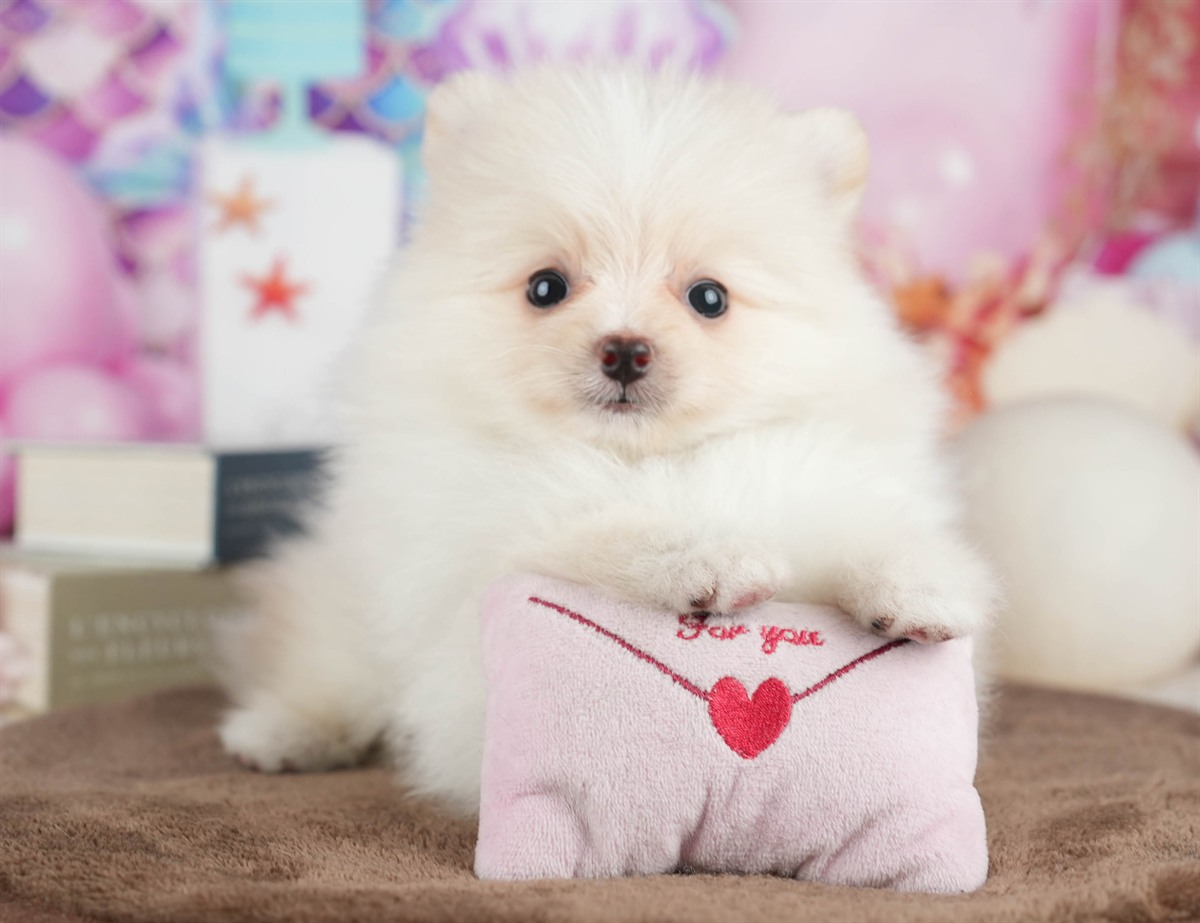 ポメラニアン | 男の子 | クリーム | 2026年3月8日（ID:dog-200015860）