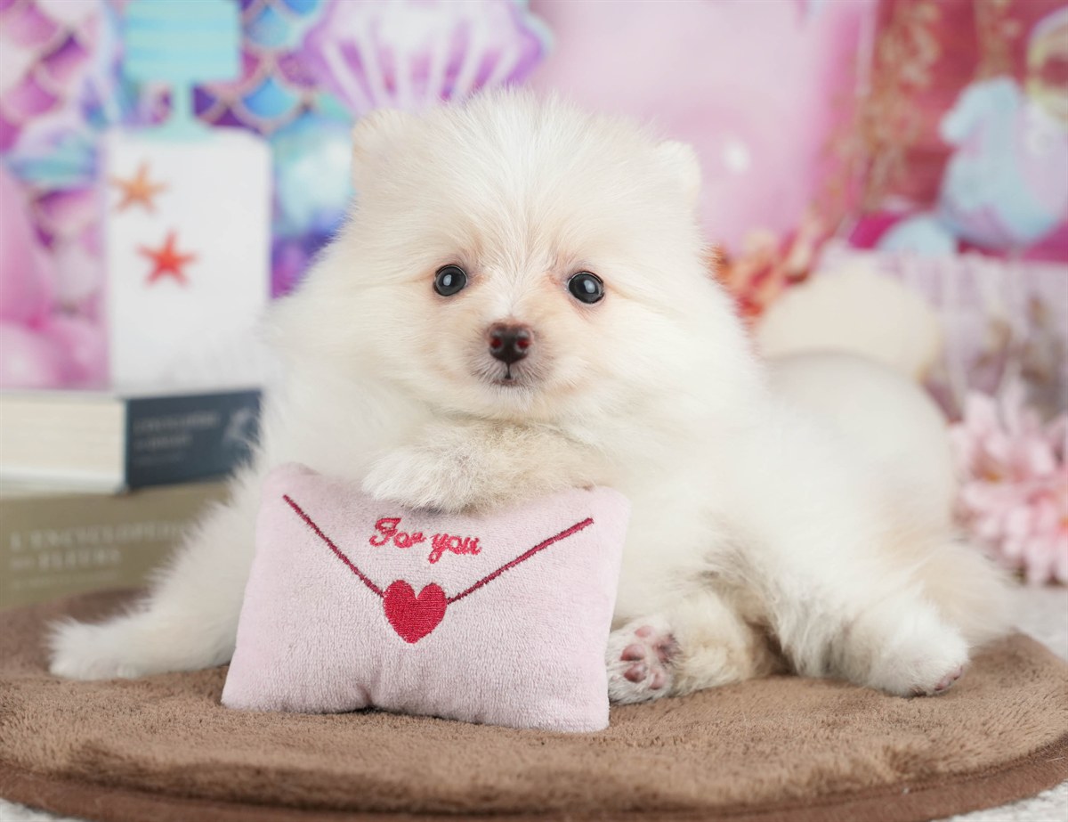 ポメラニアン | 男の子 | クリーム | 2026年3月8日（ID:dog-200015860）