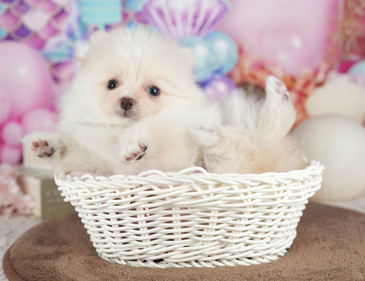 ポメラニアン | 男の子 | クリーム | 2026年3月8日（ID:dog-200015860）