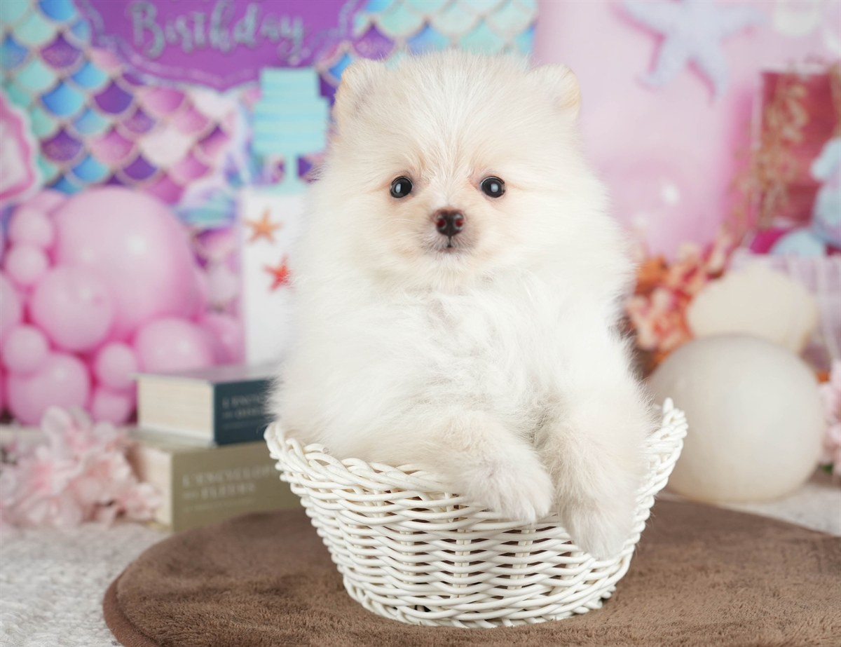 ポメラニアン | 男の子 | クリーム | 2026年3月8日（ID:dog-200015860）