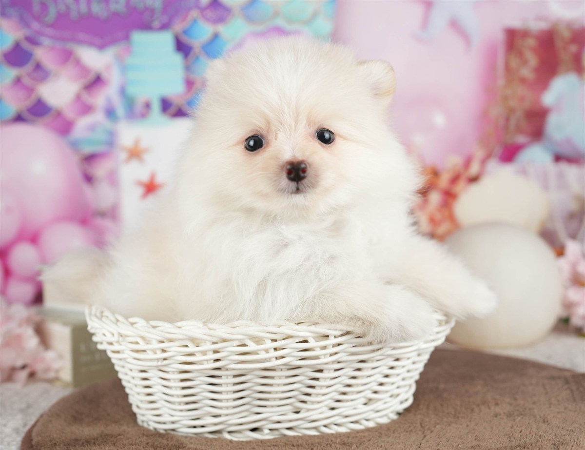 ポメラニアン | 男の子 | クリーム | 2026年3月8日（ID:dog-200015860）