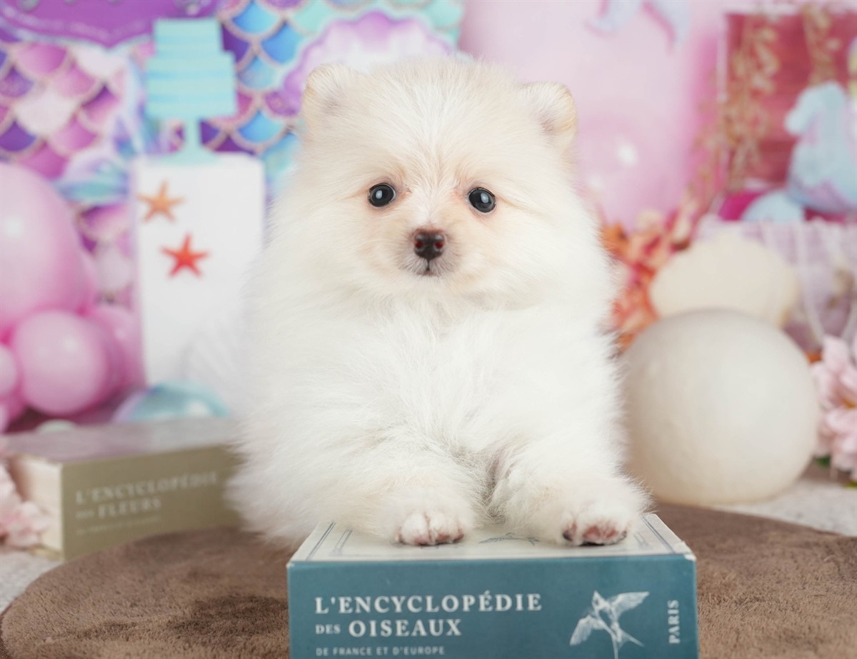 ポメラニアン | 男の子 | クリーム | 2026年3月8日（ID:dog-200015860）