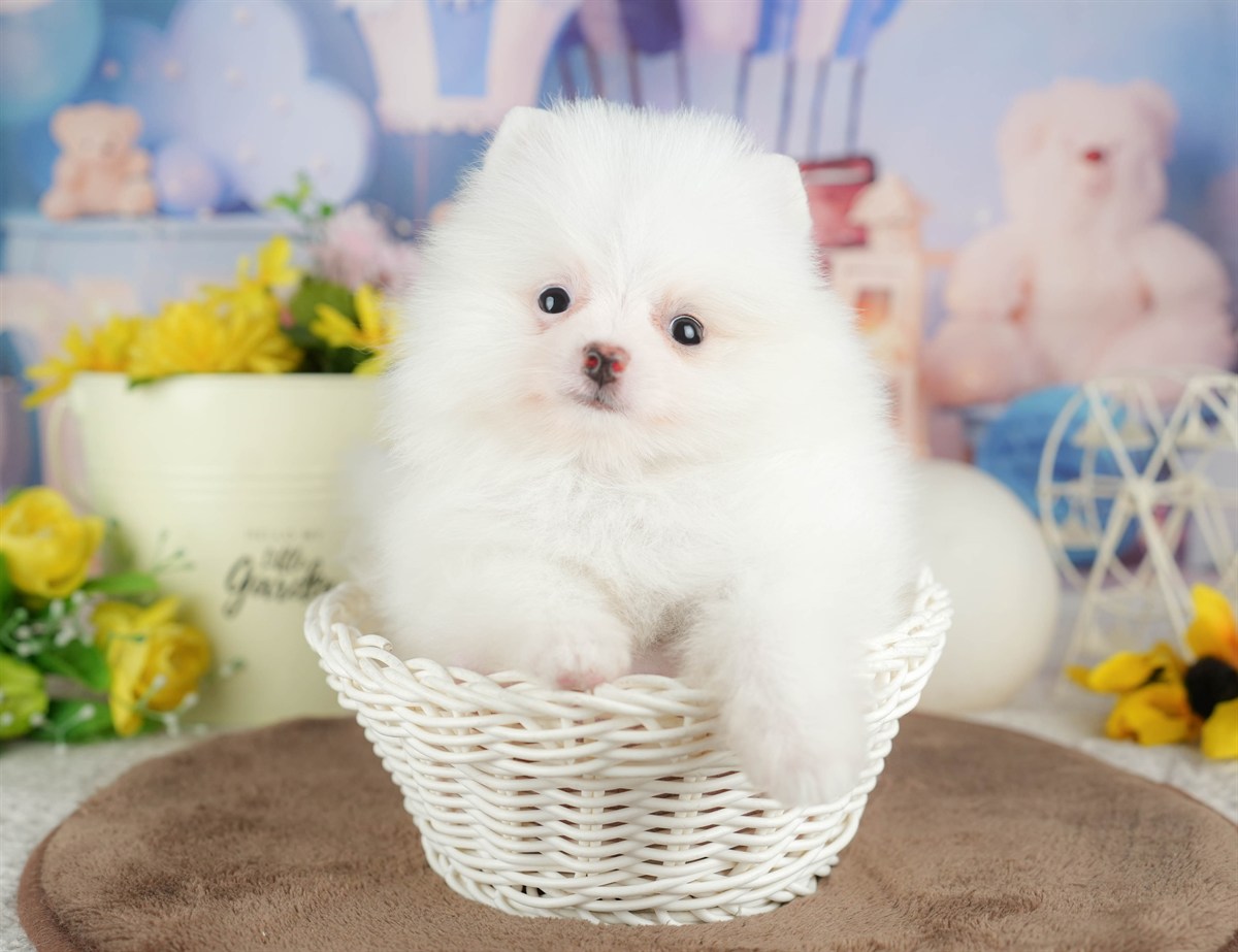 ポメラニアン | 男の子 | ホワイト | 2026年3月8日（ID:dog-200015861）