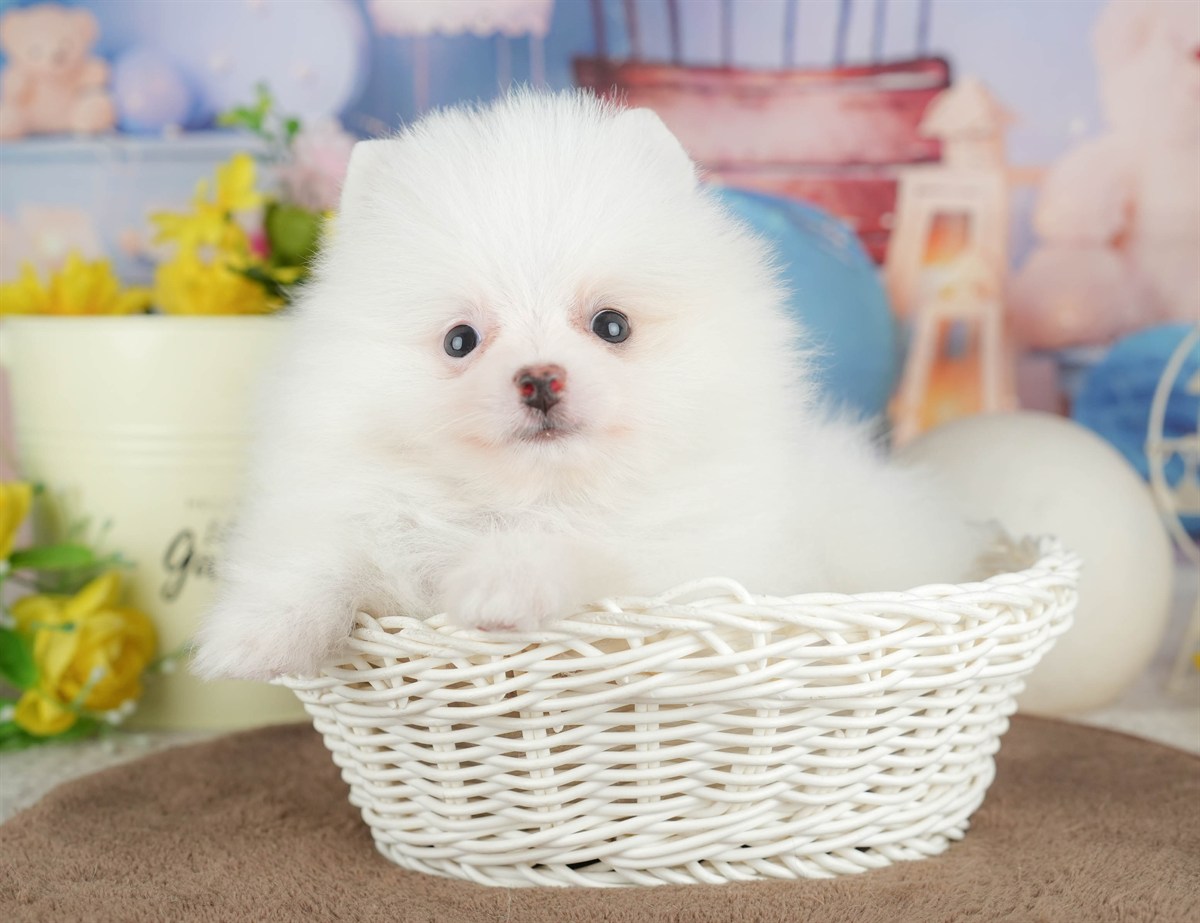 ポメラニアン | 男の子 | ホワイト | 2026年3月8日（ID:dog-200015861）