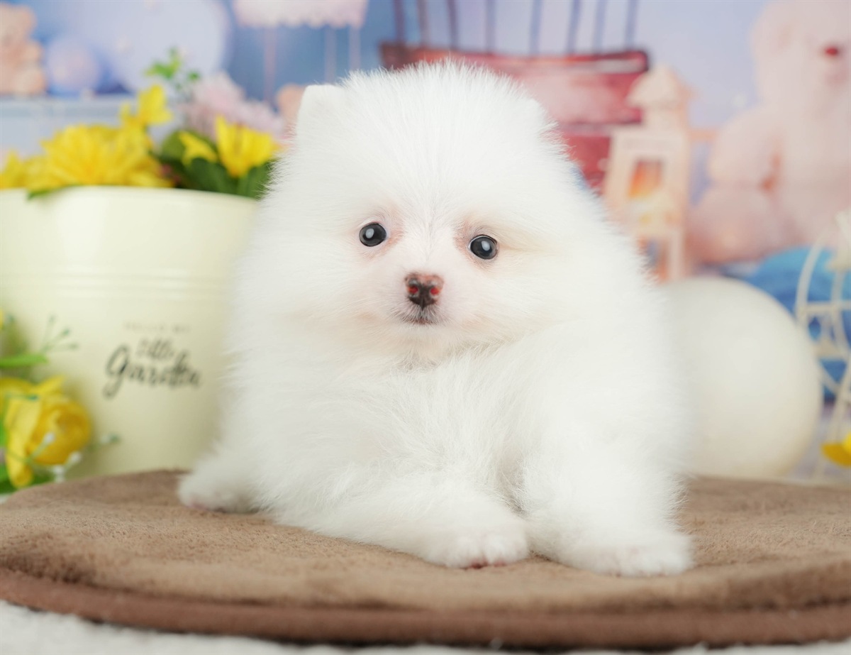 ポメラニアン | 男の子 | ホワイト | 2026年3月8日（ID:dog-200015861）