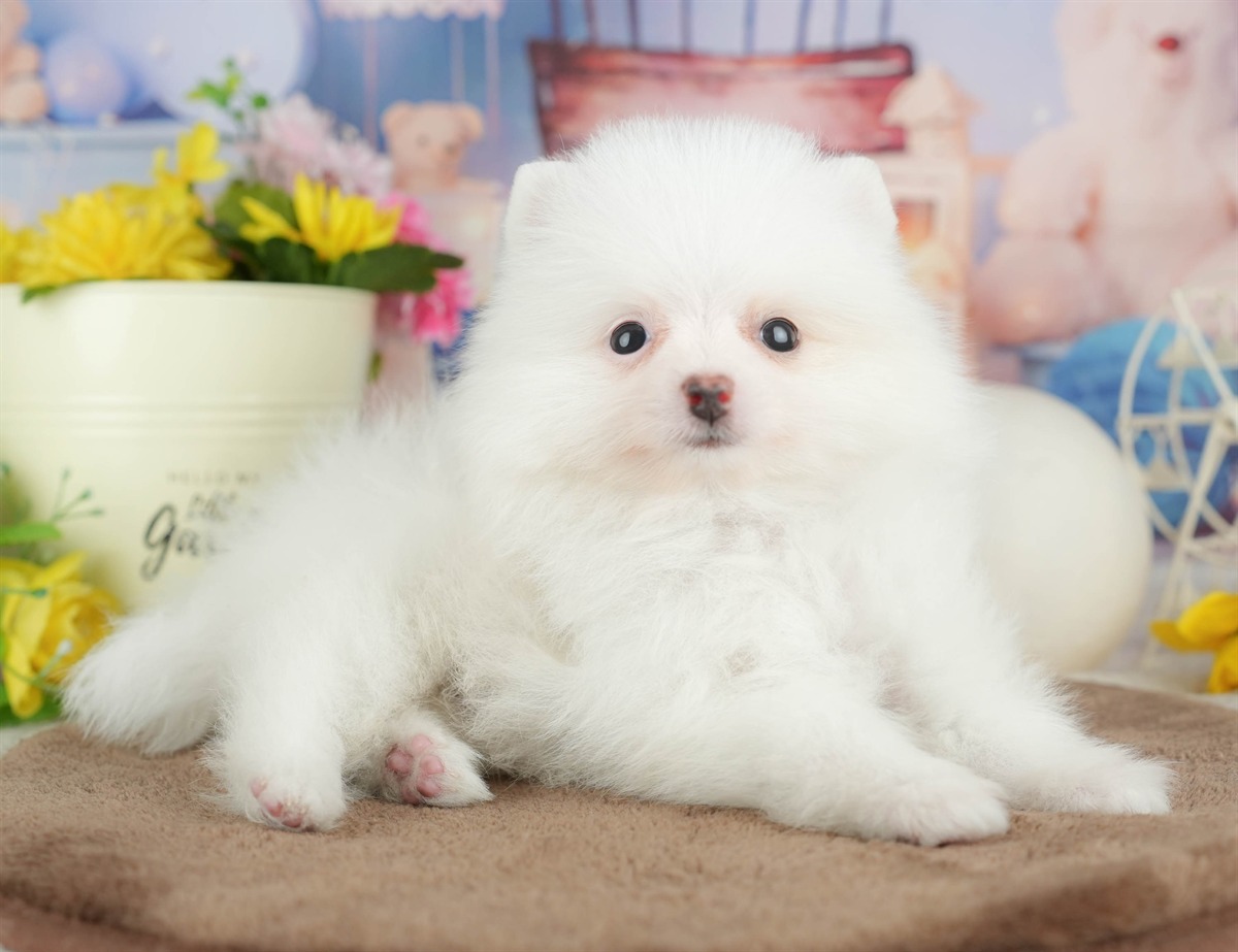ポメラニアン | 男の子 | ホワイト | 2026年3月8日（ID:dog-200015861）