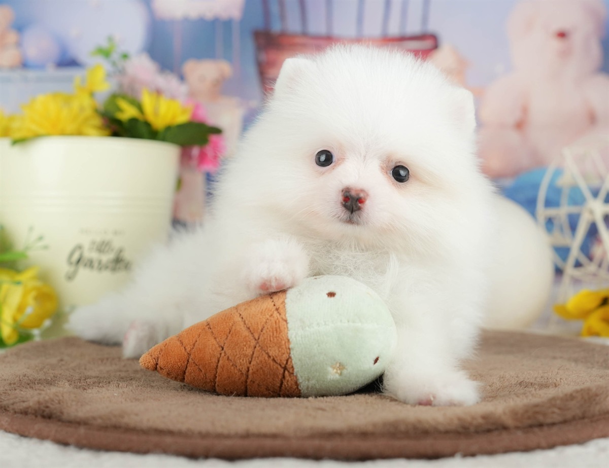 ポメラニアン | 男の子 | ホワイト | 2026年3月8日（ID:dog-200015861）