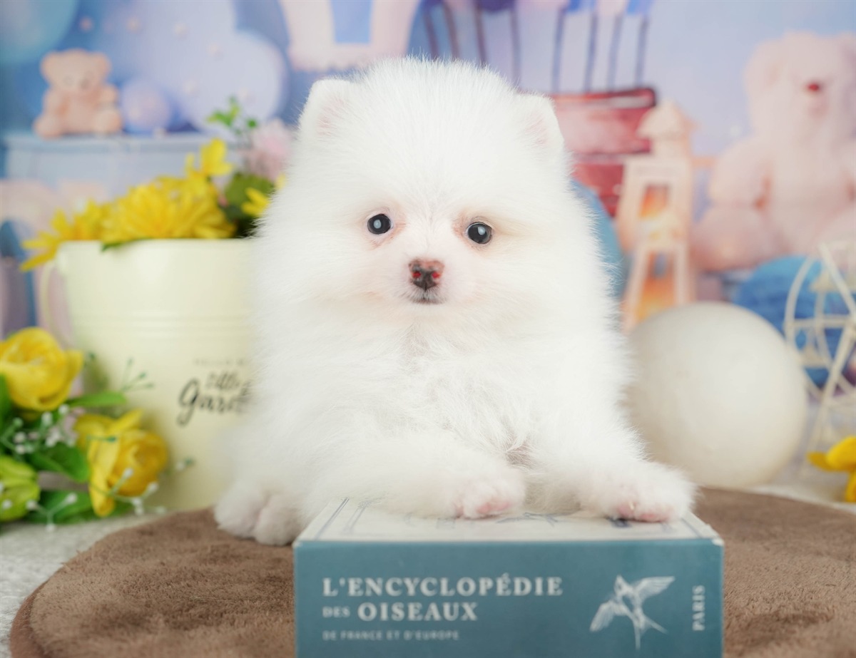 ポメラニアン | 男の子 | ホワイト | 2026年3月8日（ID:dog-200015861）