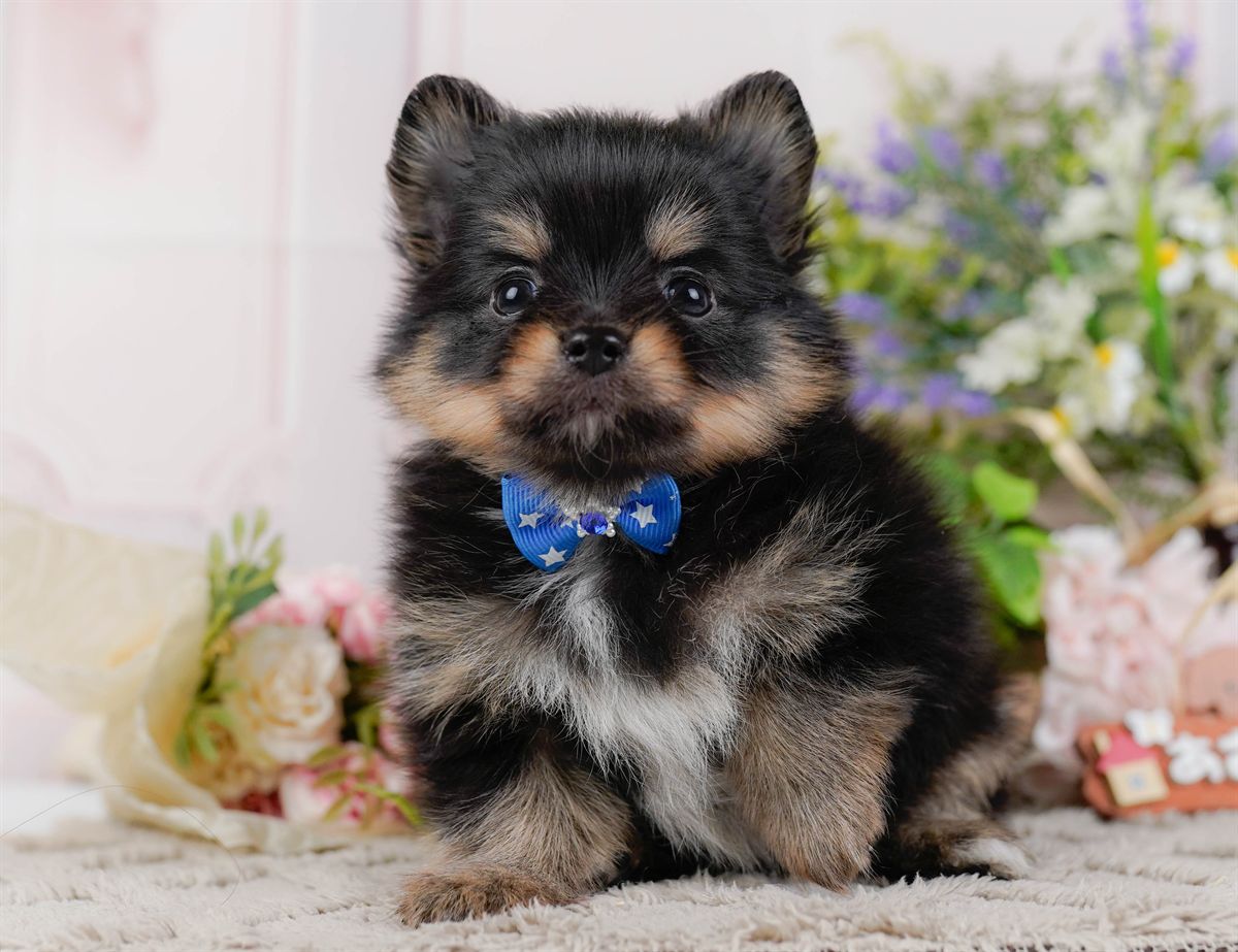 チワポメ | 男の子 | ブラックタン＆ホワイト | 2026年3月8日（ID:dog-200015862）