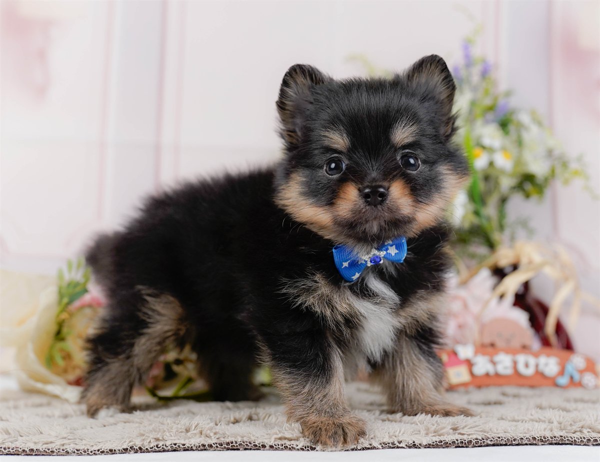 チワポメ | 男の子 | ブラックタン＆ホワイト | 2026年3月8日（ID:dog-200015862）