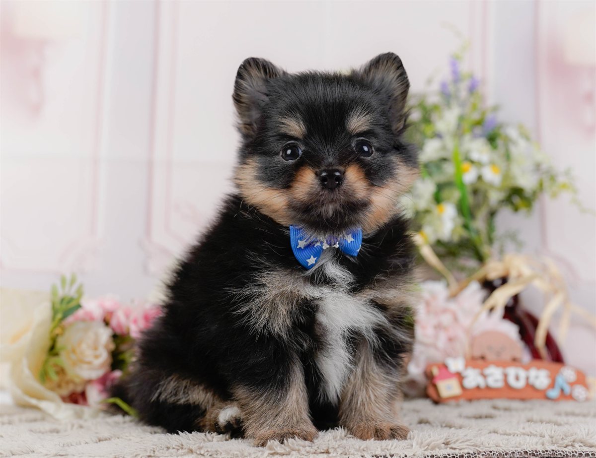 チワポメ | 男の子 | ブラックタン＆ホワイト | 2026年3月8日（ID:dog-200015862）