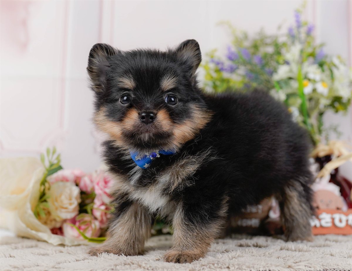 チワポメ | 男の子 | ブラックタン＆ホワイト | 2026年3月8日（ID:dog-200015862）