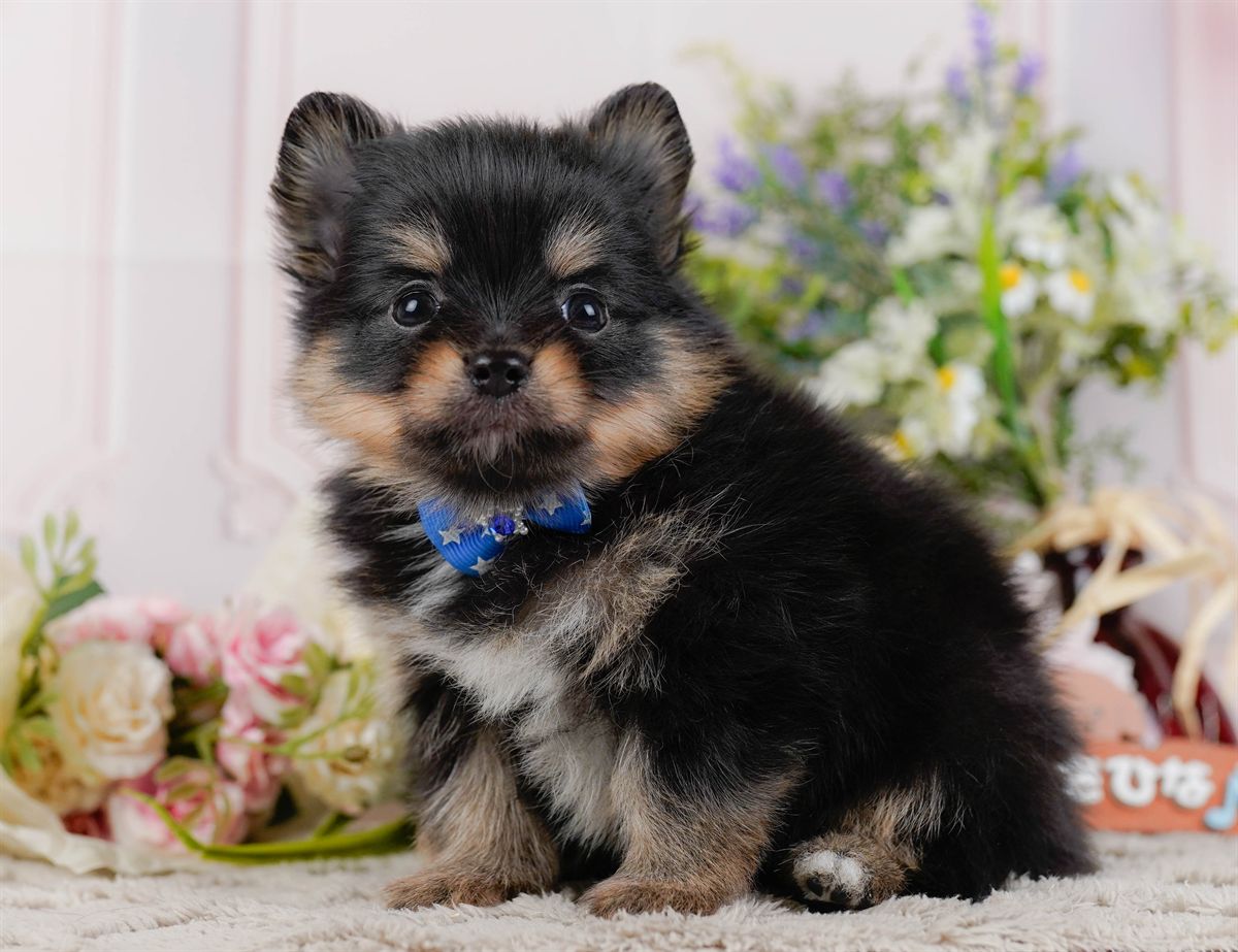 チワポメ | 男の子 | ブラックタン＆ホワイト | 2026年3月8日（ID:dog-200015862）