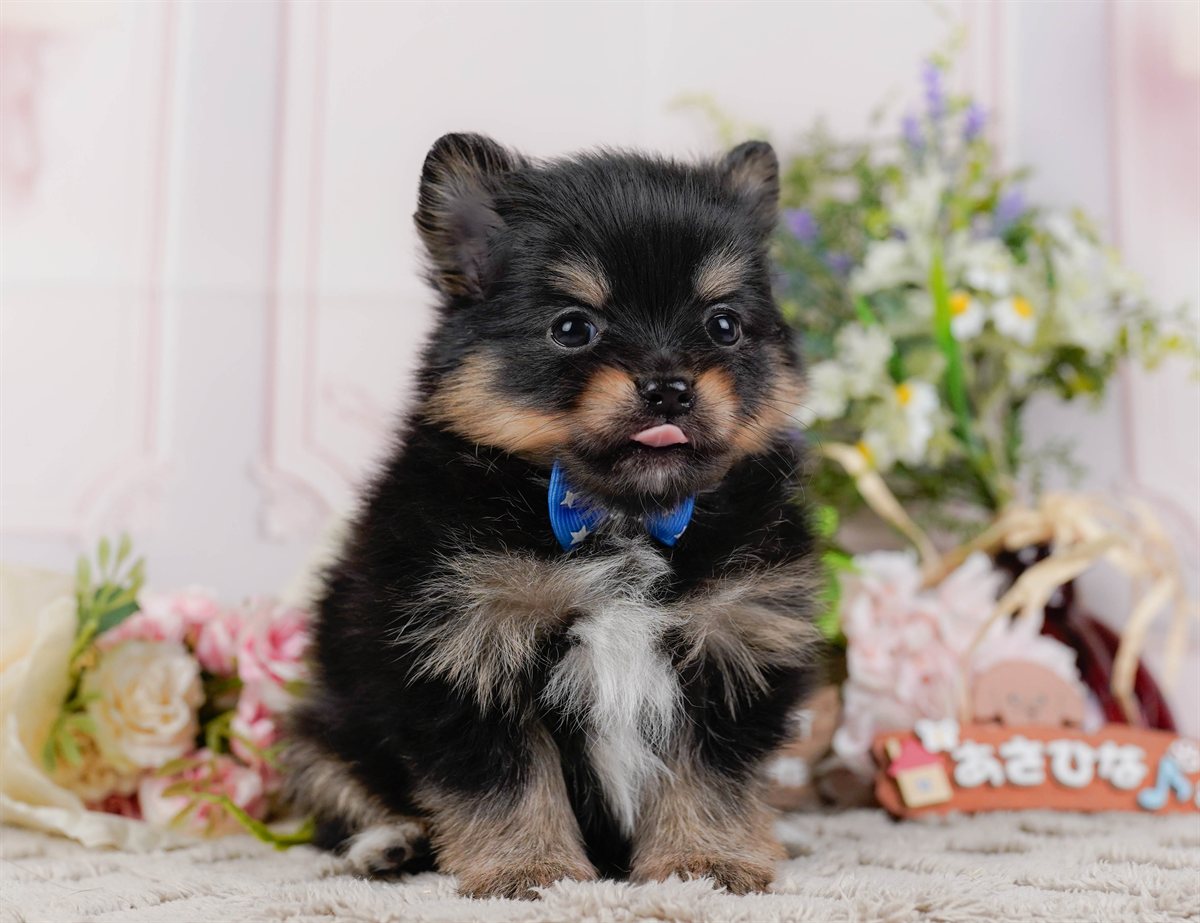 チワポメ | 男の子 | ブラックタン＆ホワイト | 2026年3月8日（ID:dog-200015862）