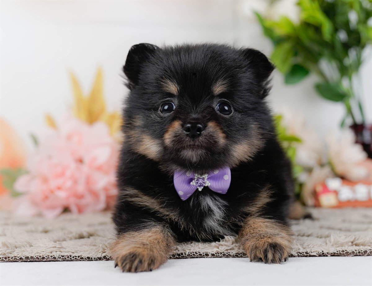 チワポメ | 男の子 | ブラック＆タン | 2026年3月8日（ID:dog-200015863）