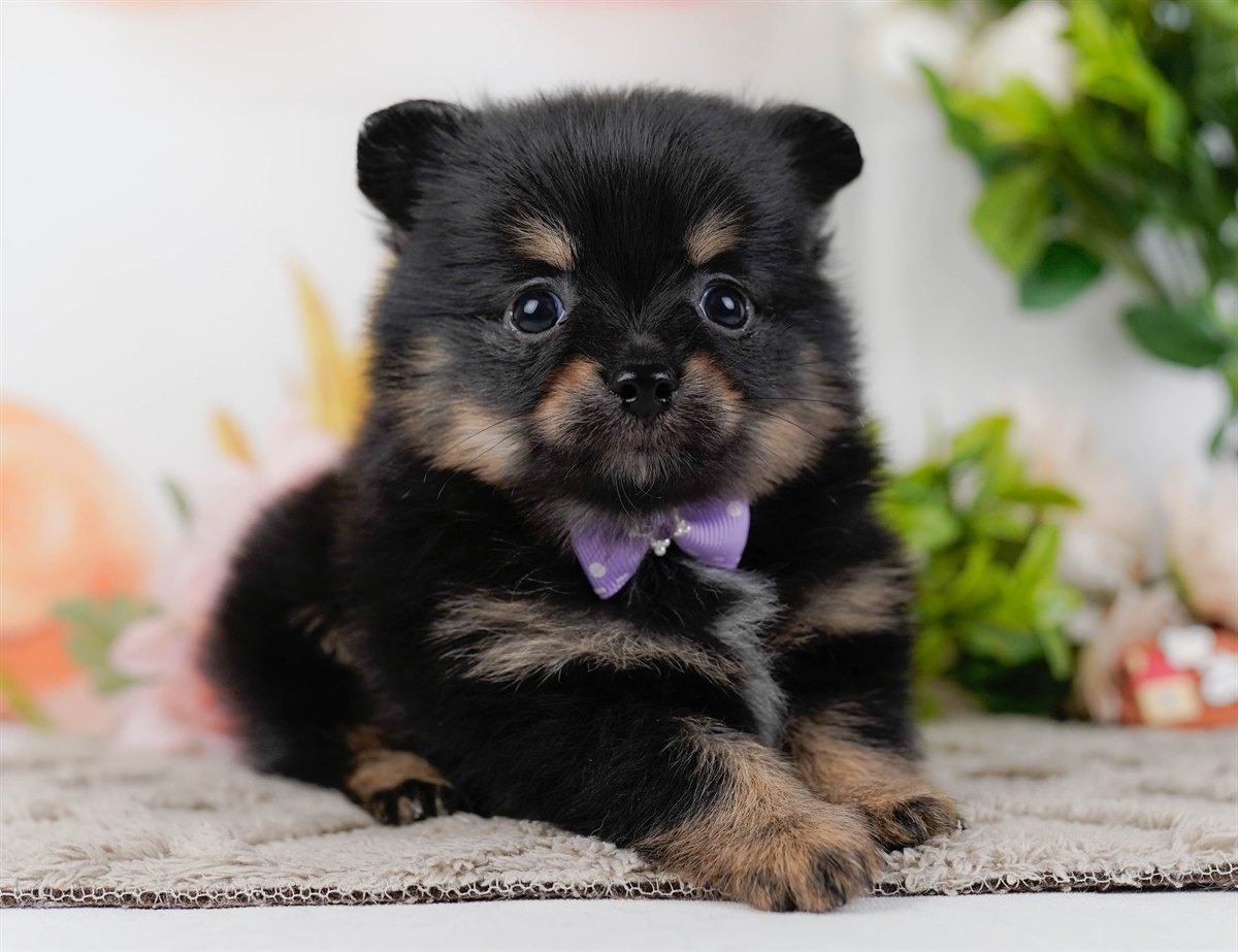 チワポメ | 男の子 | ブラック＆タン | 2026年3月8日（ID:dog-200015863）