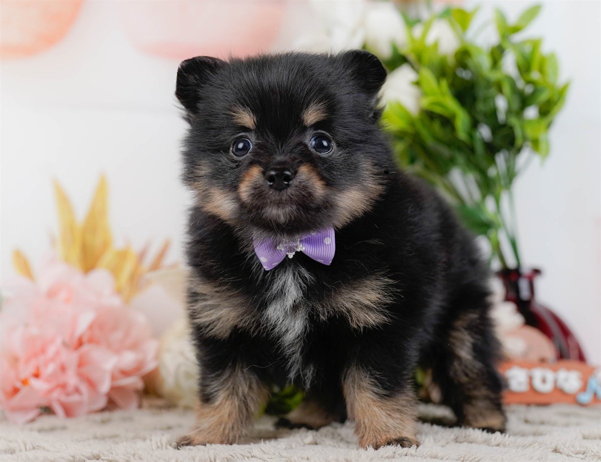 チワポメ | 男の子 | ブラック＆タン | 2026年3月8日（ID:dog-200015863）