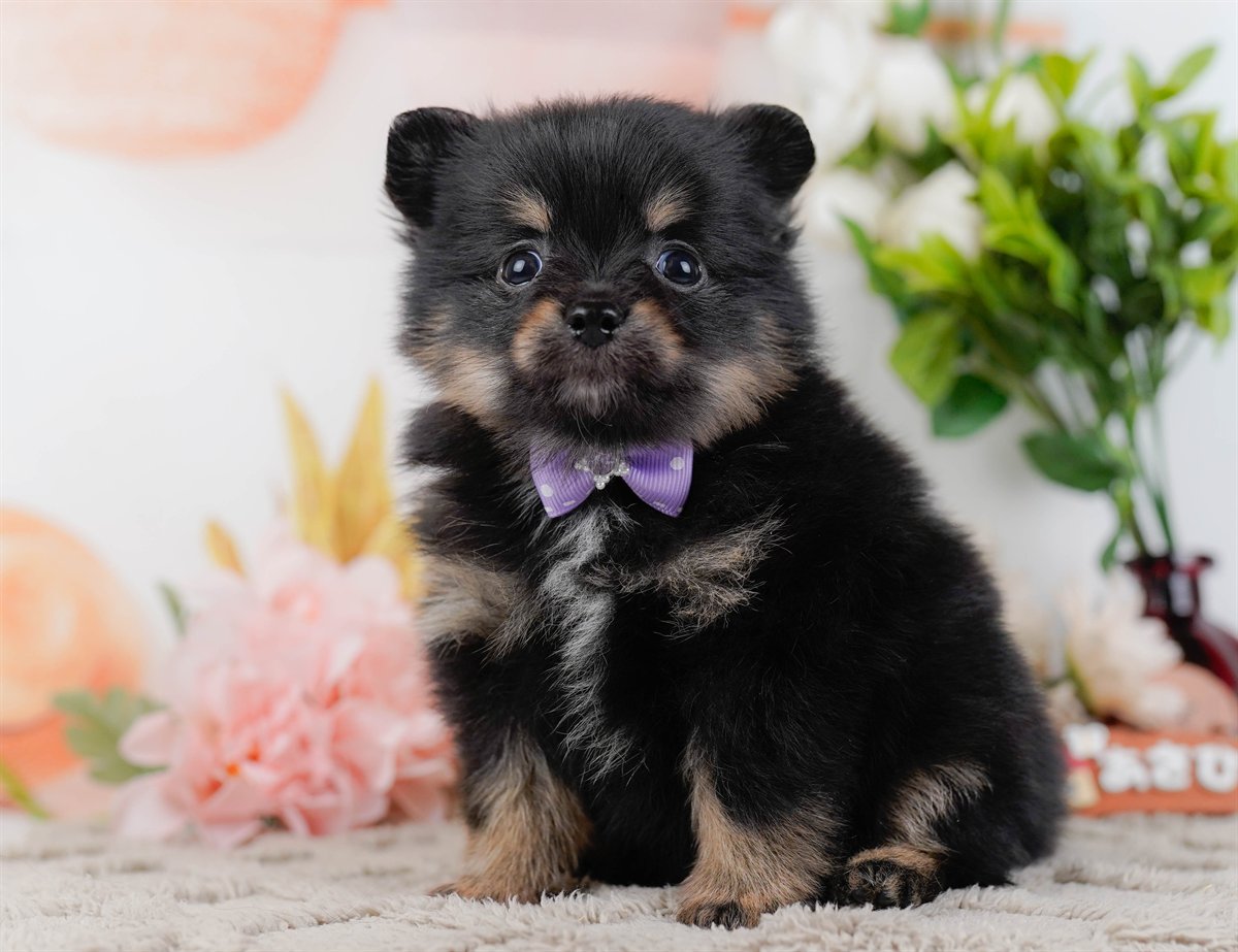 チワポメ | 男の子 | ブラック＆タン | 2026年3月8日（ID:dog-200015863）