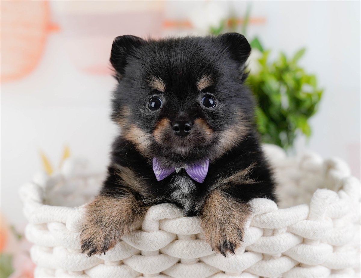 チワポメ | 男の子 | ブラック＆タン | 2026年3月8日（ID:dog-200015863）