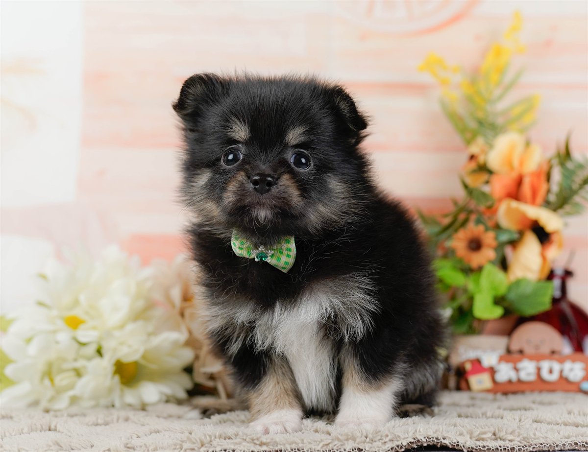 チワポメ | 男の子 | ブラックタン＆ホワイト | 2026年3月8日（ID:dog-200015864）