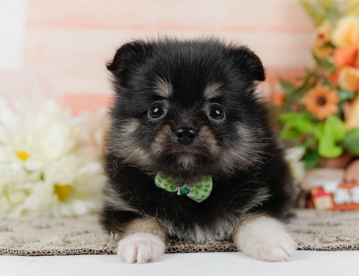 チワポメ | 男の子 | ブラックタン＆ホワイト | 2026年3月8日（ID:dog-200015864）