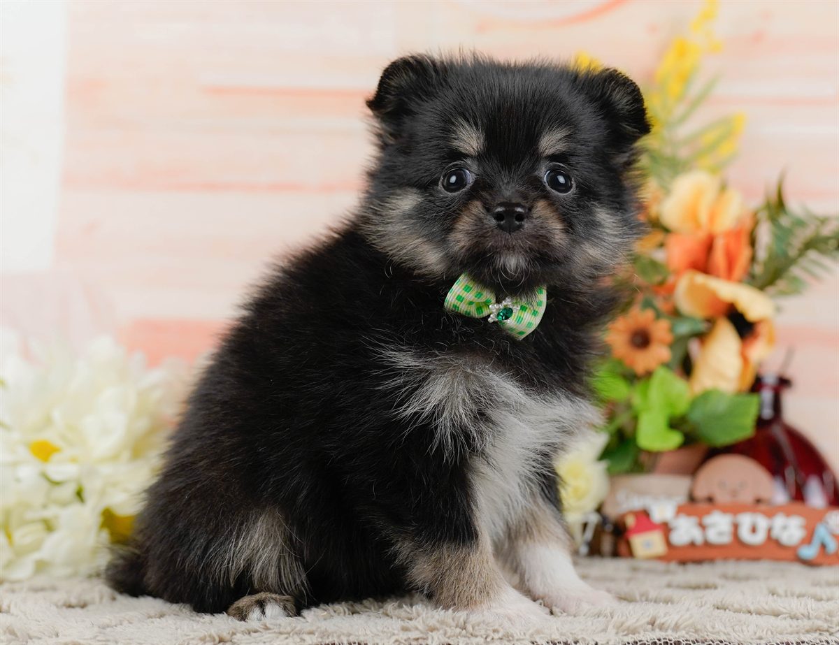 チワポメ | 男の子 | ブラックタン＆ホワイト | 2026年3月8日（ID:dog-200015864）
