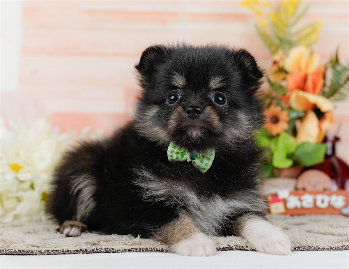 チワポメ | 男の子 | ブラックタン＆ホワイト | 2026年3月8日（ID:dog-200015864）