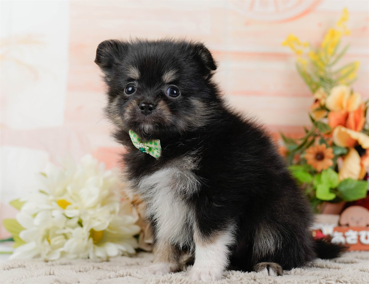 チワポメ | 男の子 | ブラックタン＆ホワイト | 2026年3月8日（ID:dog-200015864）