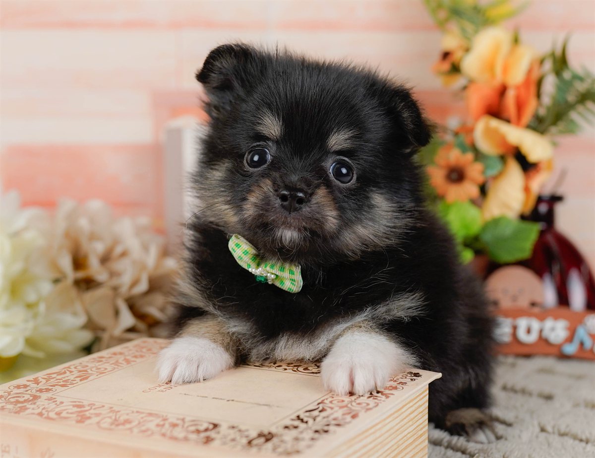 チワポメ | 男の子 | ブラックタン＆ホワイト | 2026年3月8日（ID:dog-200015864）