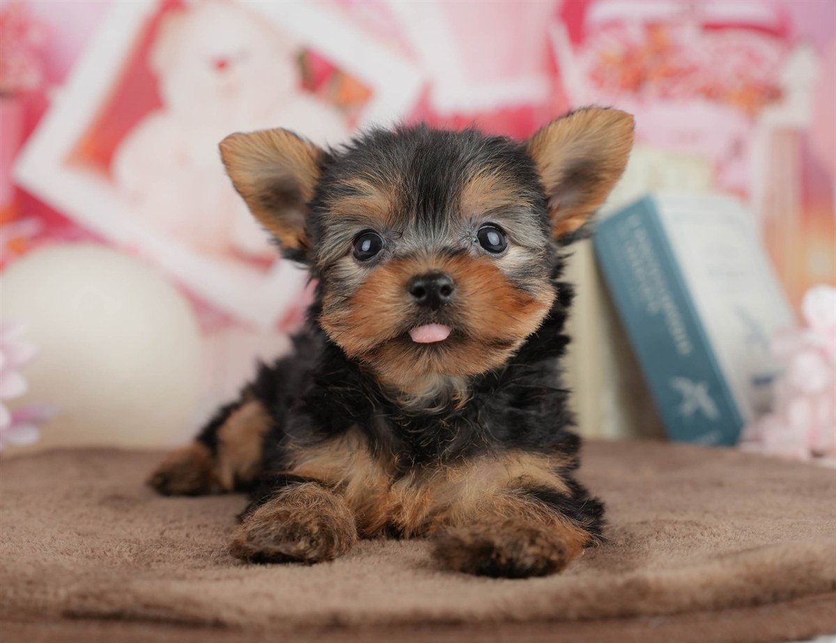 ヨークシャー・テリア | 男の子 | スティールブルー＆タン | 2026年3月9日（ID:dog-200015866）