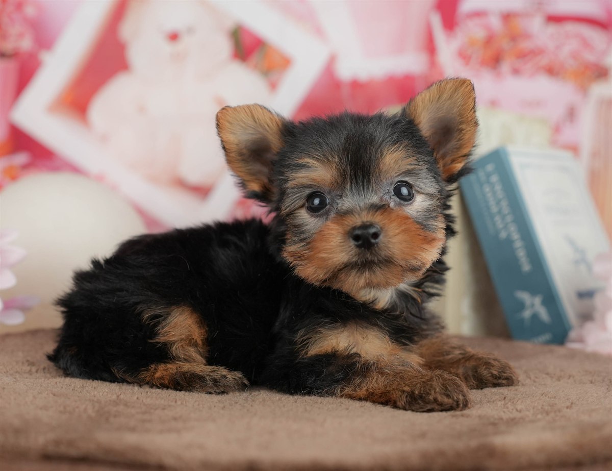 ヨークシャー・テリア | 男の子 | スティールブルー＆タン | 2026年3月9日（ID:dog-200015866）