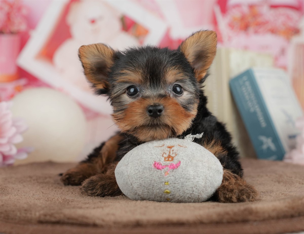 ヨークシャー・テリア | 男の子 | スティールブルー＆タン | 2026年3月9日（ID:dog-200015866）