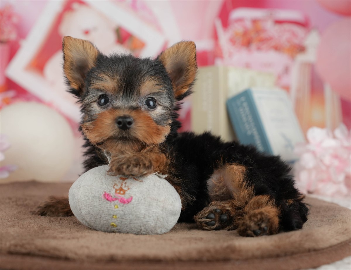 ヨークシャー・テリア | 男の子 | スティールブルー＆タン | 2026年3月9日（ID:dog-200015866）