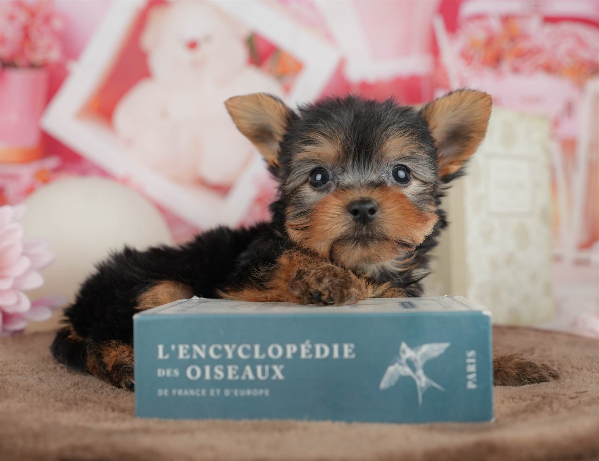 ヨークシャー・テリア | 男の子 | スティールブルー＆タン | 2026年3月9日（ID:dog-200015866）