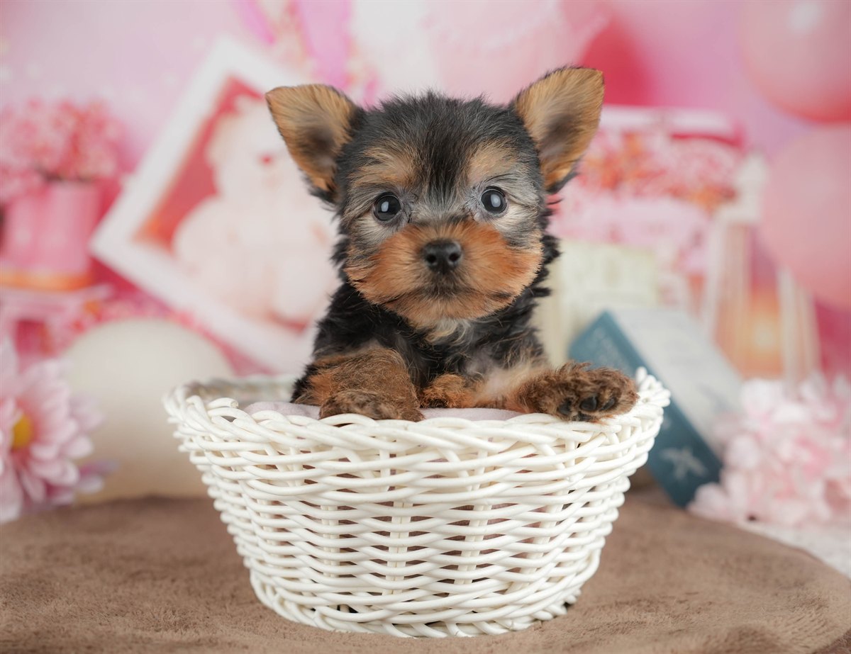 ヨークシャー・テリア | 男の子 | スティールブルー＆タン | 2026年3月9日（ID:dog-200015866）