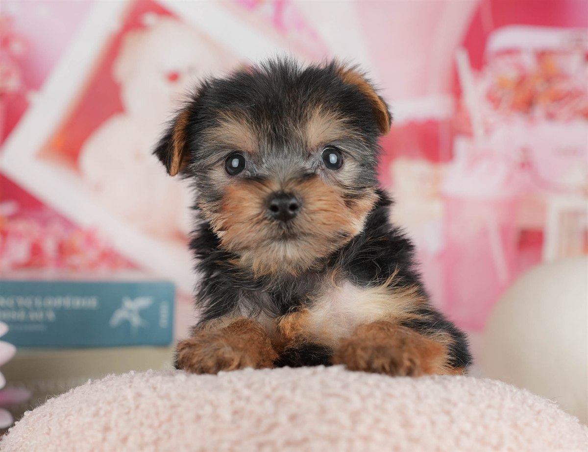 ヨークシャー・テリア | 女の子 | スティールブルー＆タン | 2026年3月9日（ID:dog-200015867）